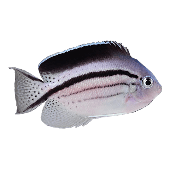 Lamarcks Angelfish L