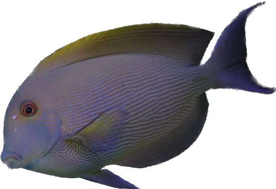 Orange Spot Bristle Tooth Tang L