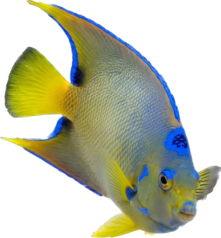 Blue Angel