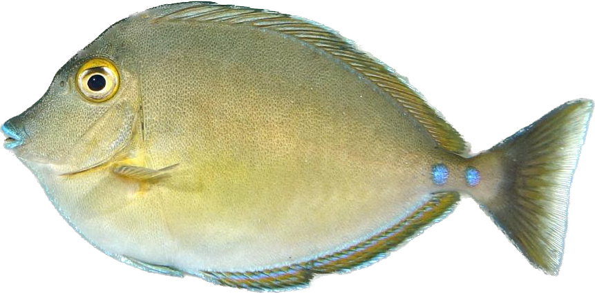 Bluelips Unicorn Tang M