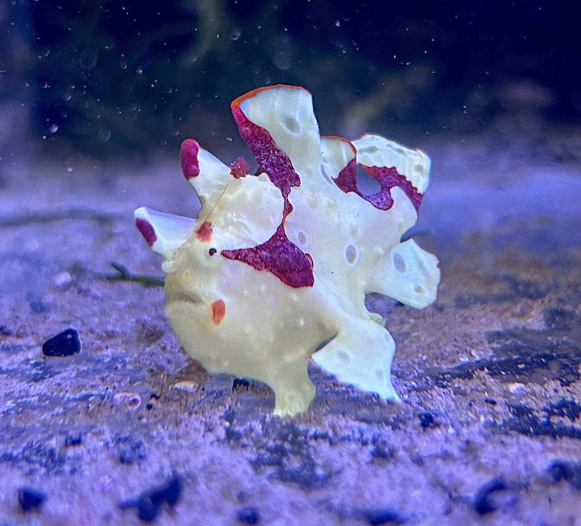 WYSIWYG Frogfish #3