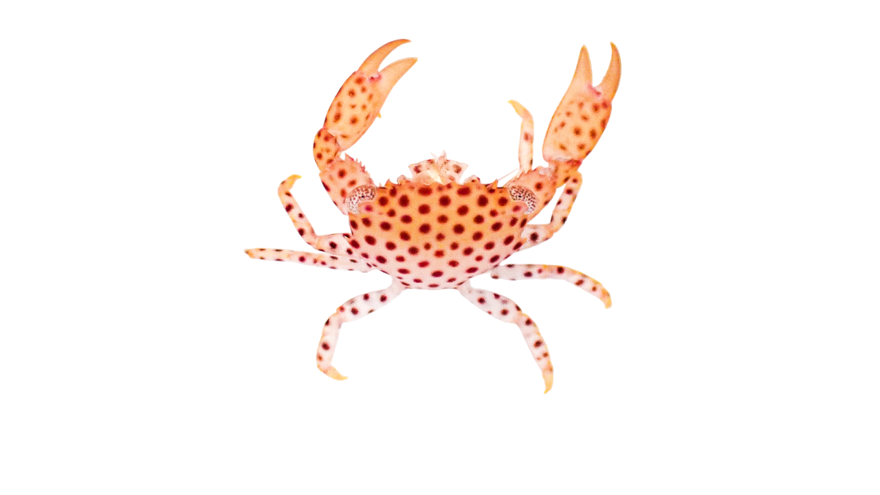Polkdot Acro Crab M 