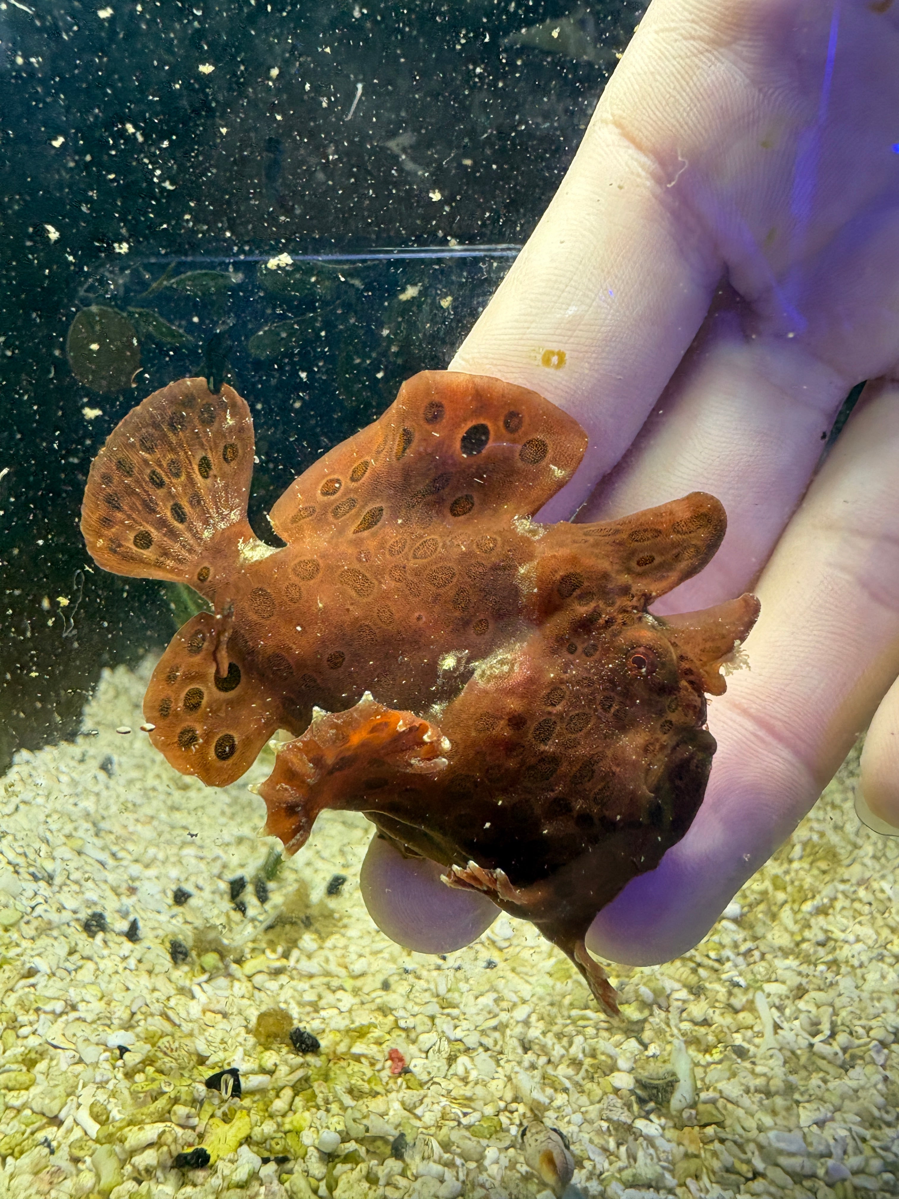 WYSIWYG Frogfish #6