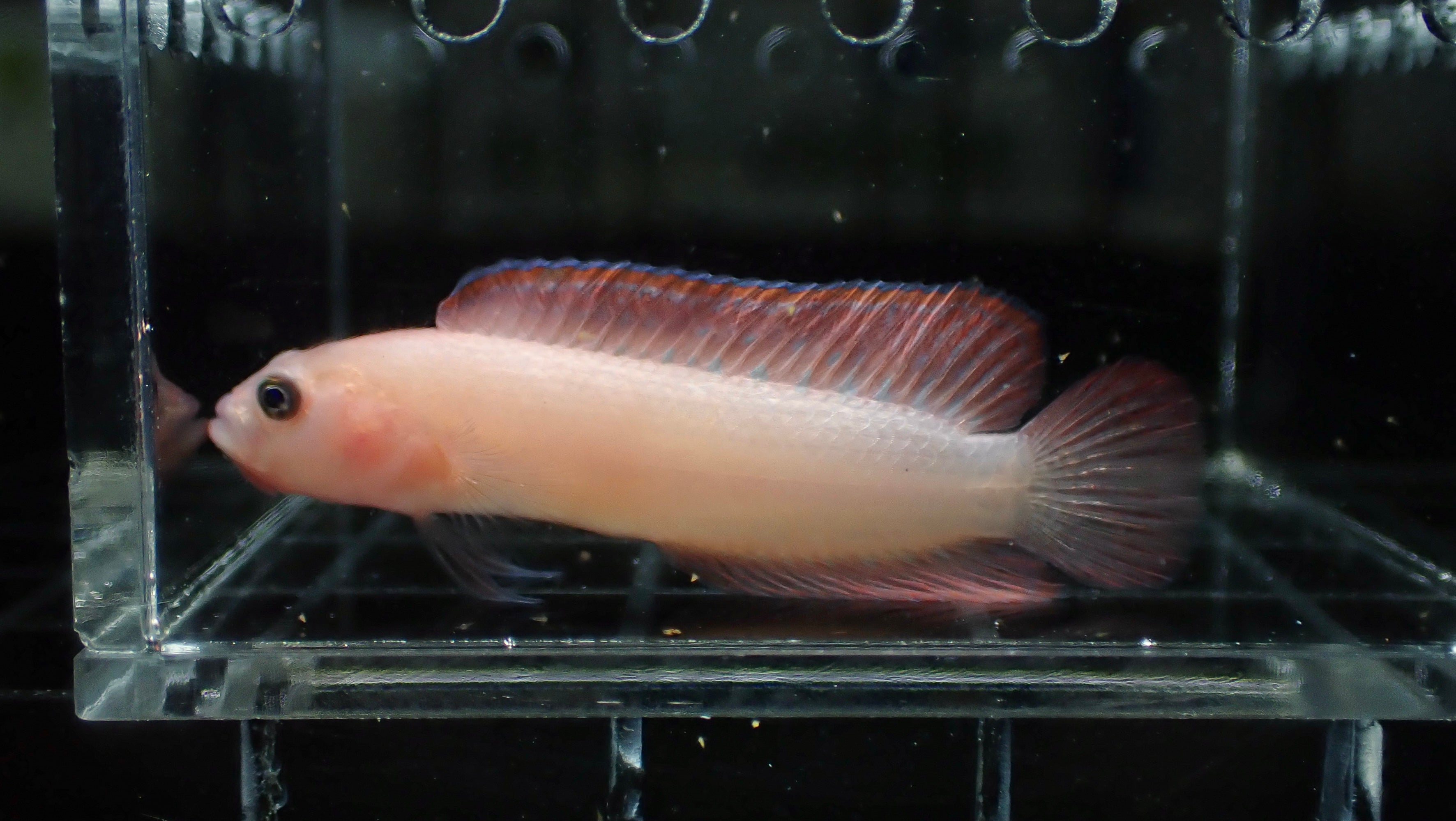 Pink Immaculate Dottyback