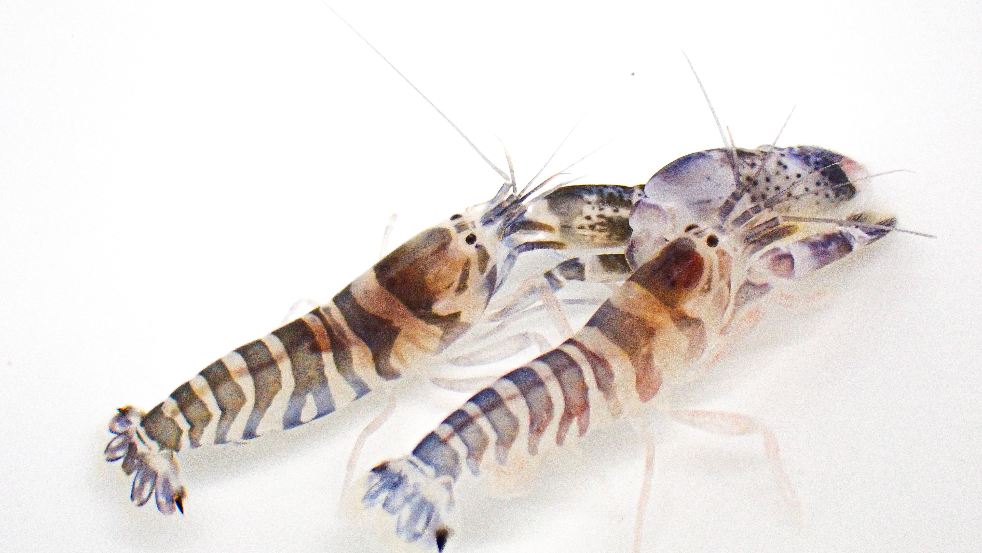 Bumble Bee Pistol Shrimp Pair