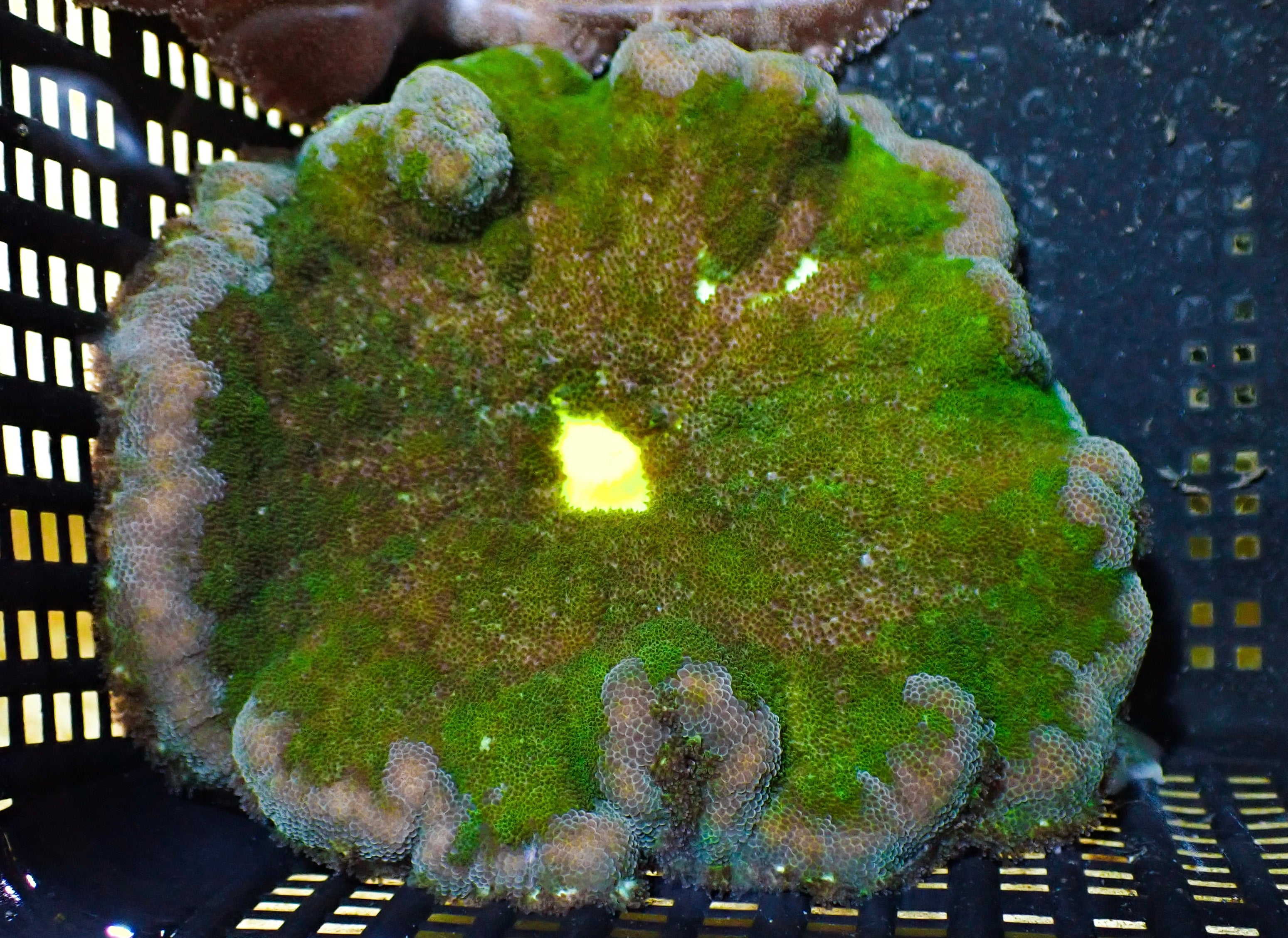 WYSIWYG Anemone #1