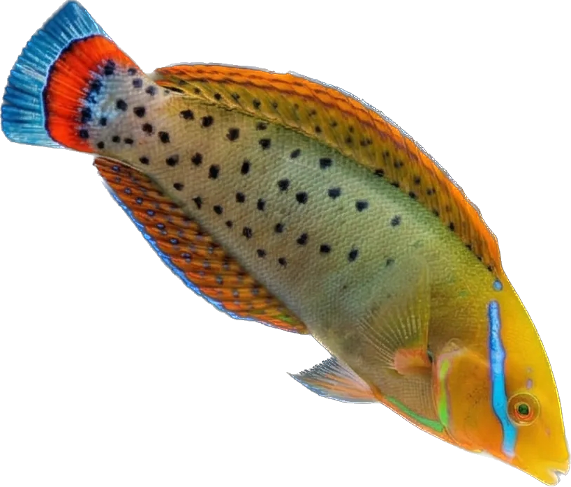 Queen Coris Wrasse Adult L