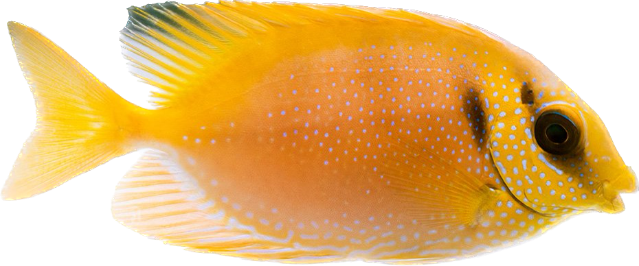 Blue Spot Rabbitfish Small