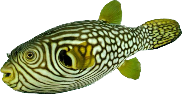 Reticulated Puffer Show