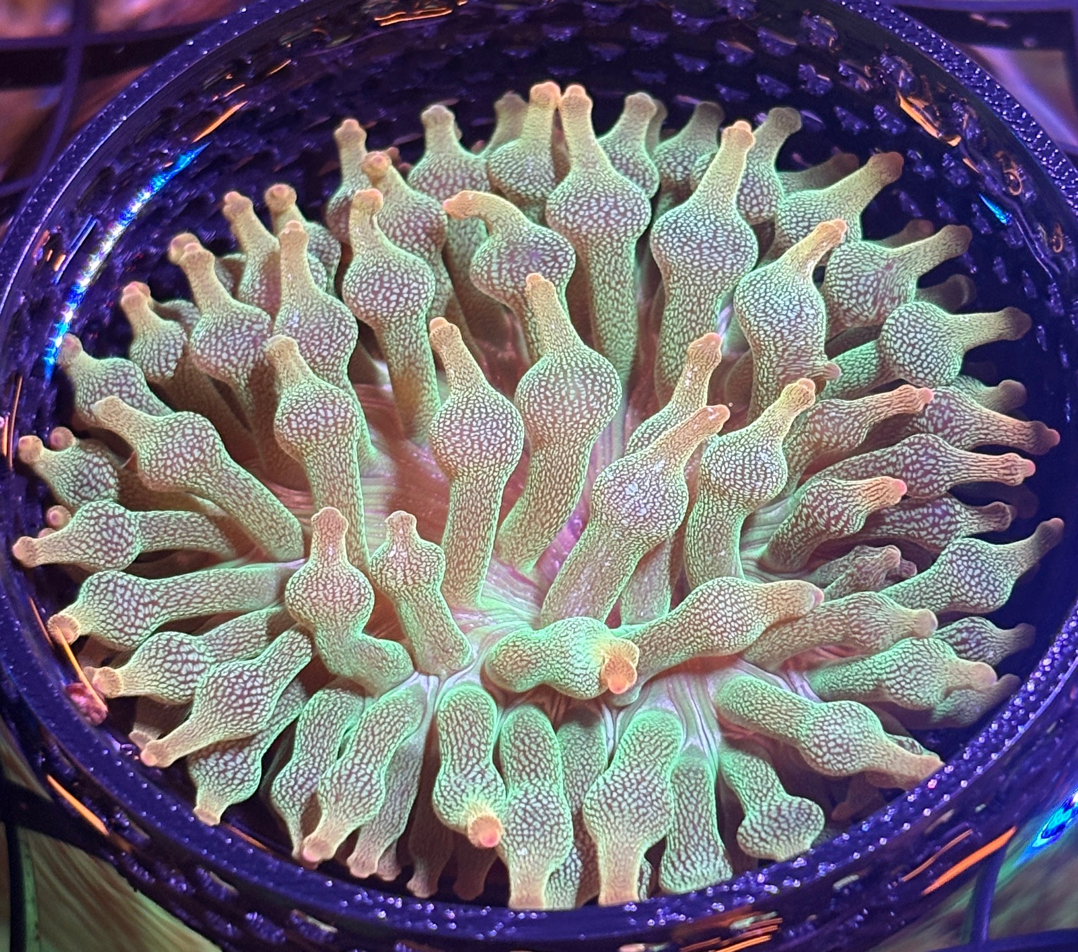 WYSIWYG Anemone #29