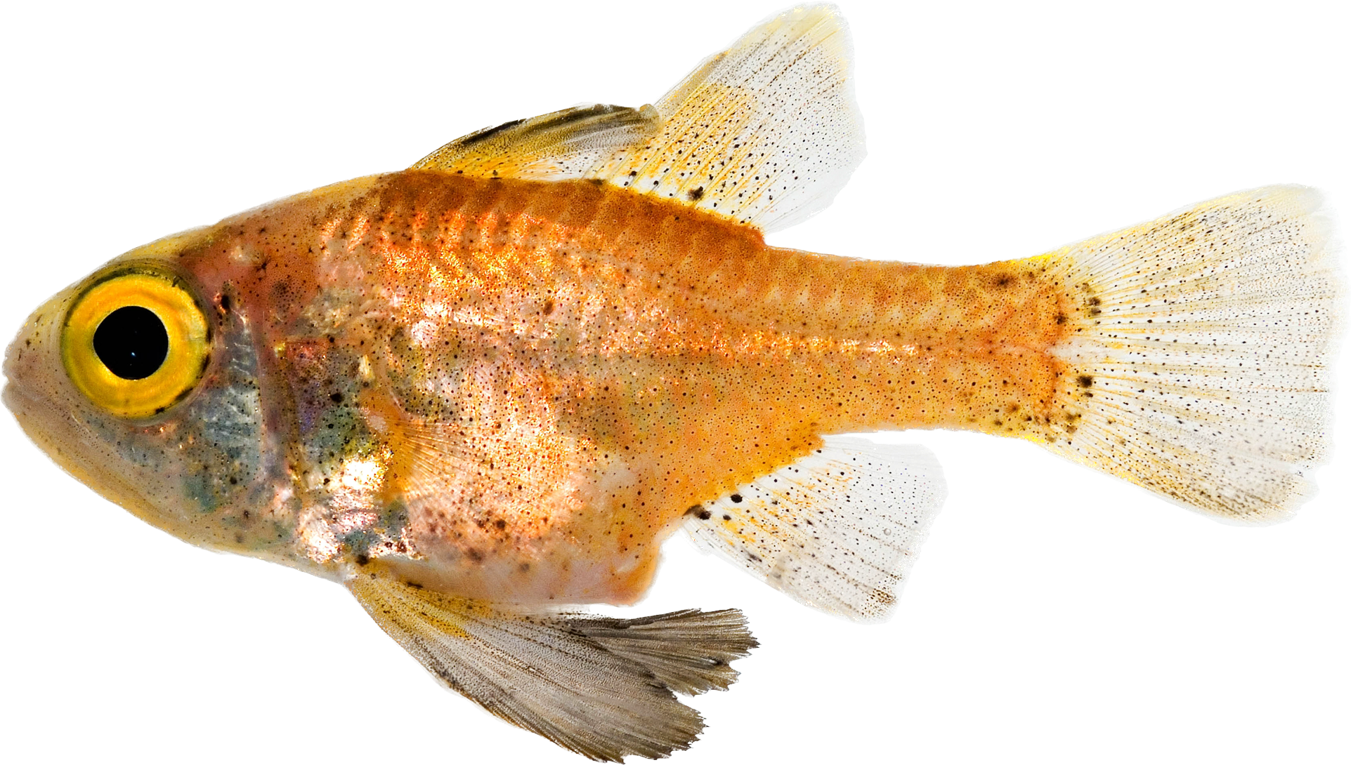 Blackfin Cardinal