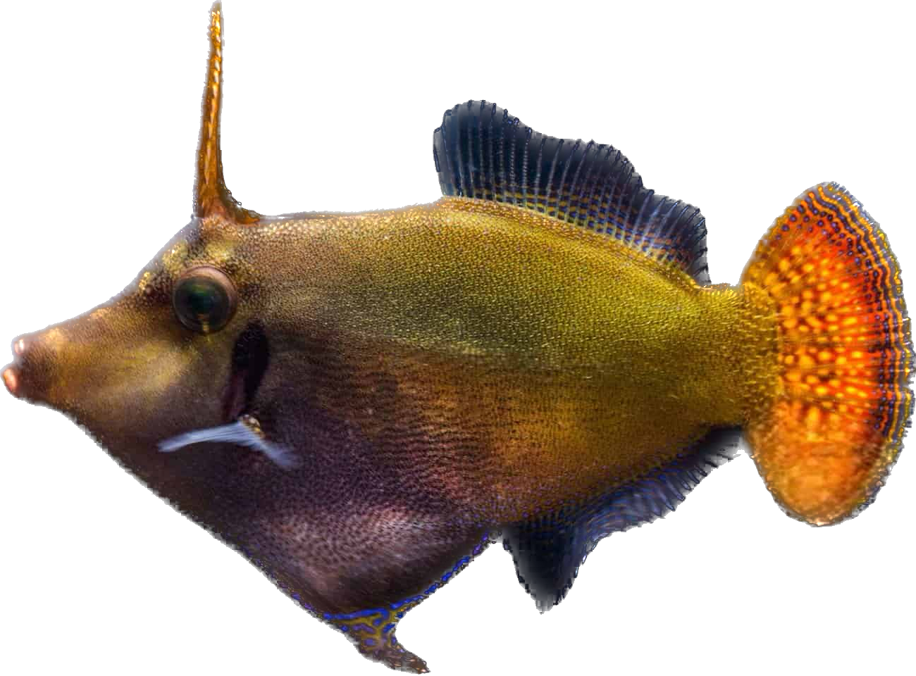 Red Tail Filefish M