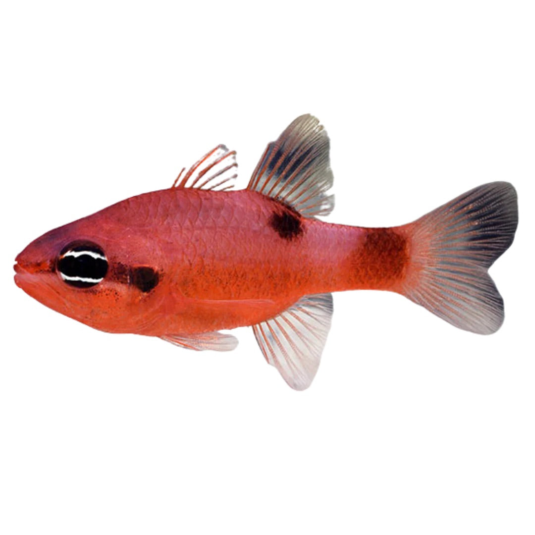 Flame Cardinal L