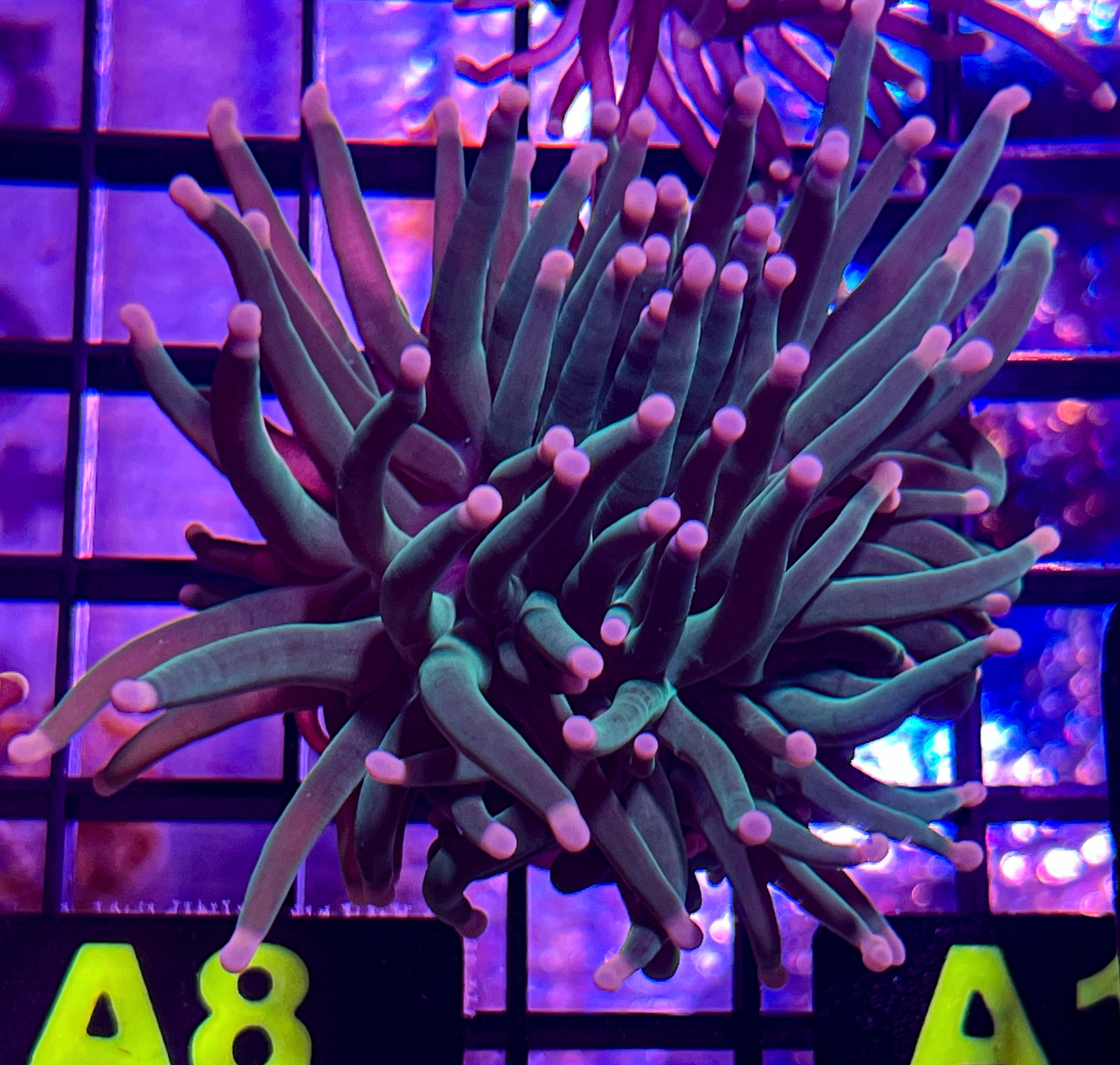 Green With Pink Tip Torch Frag