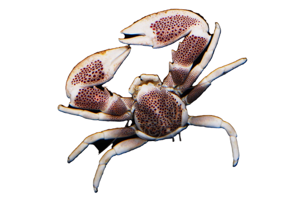 Blue Porcelain Crabs