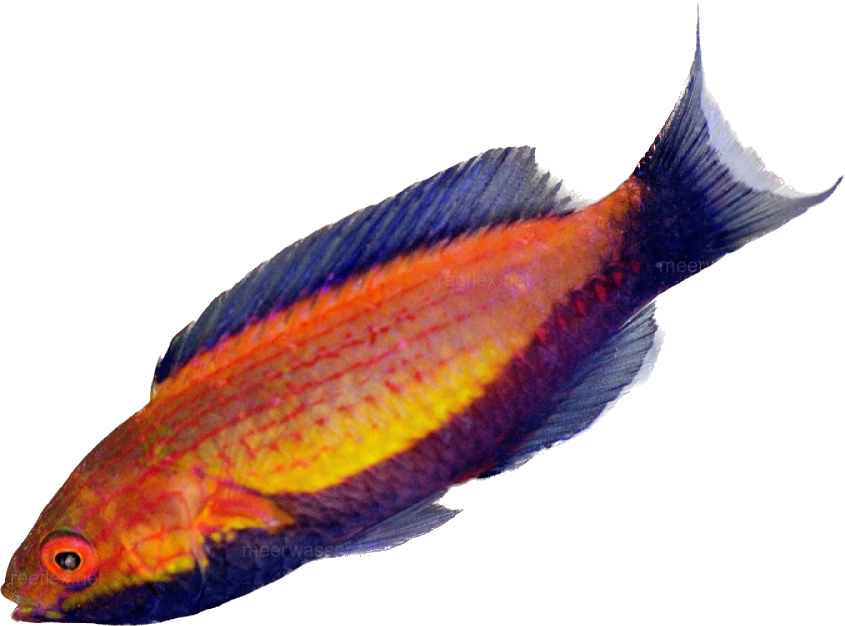 Crescent Tail Fairy Wrasse M