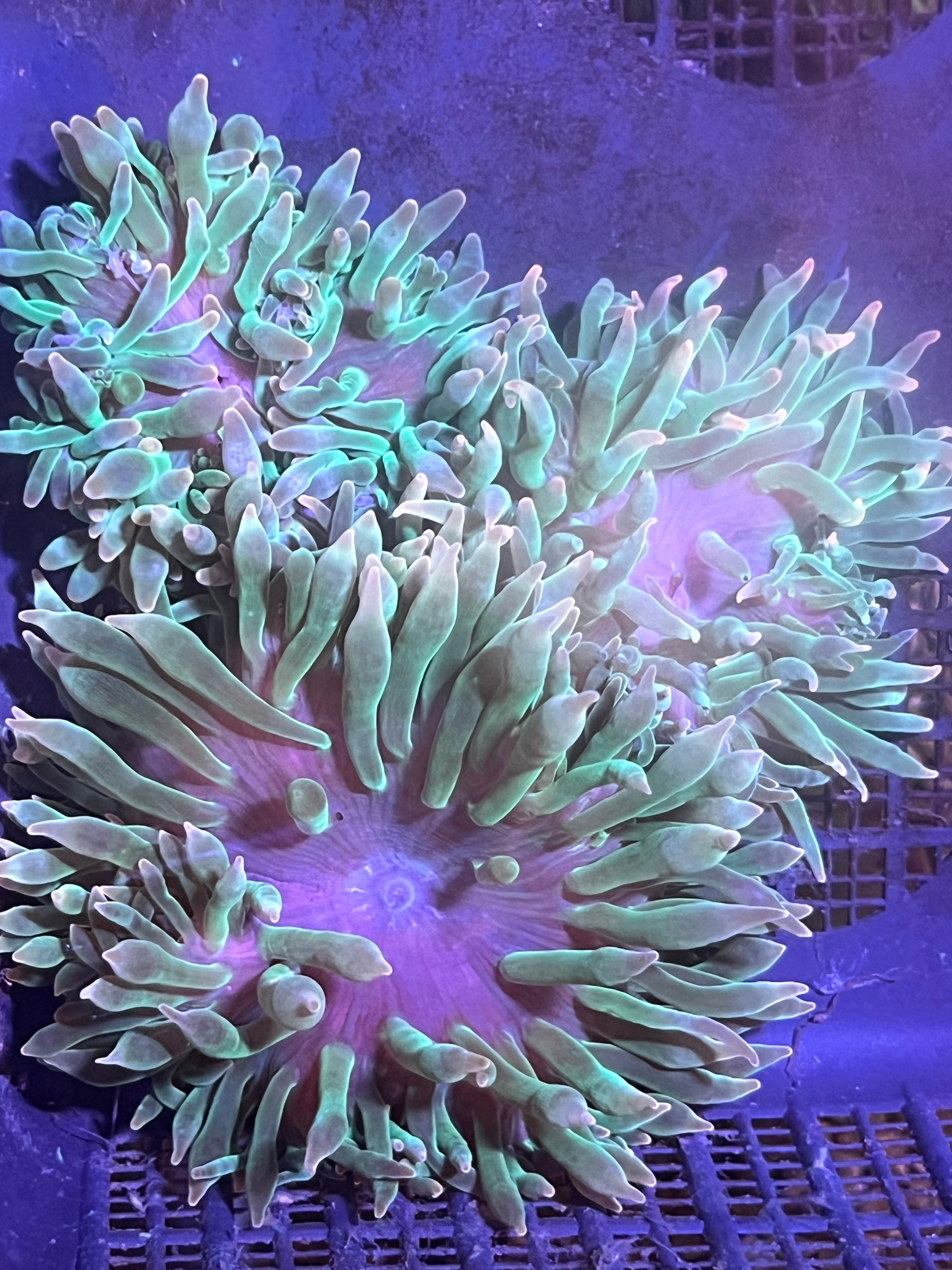 WYSIWYG Anemone #7