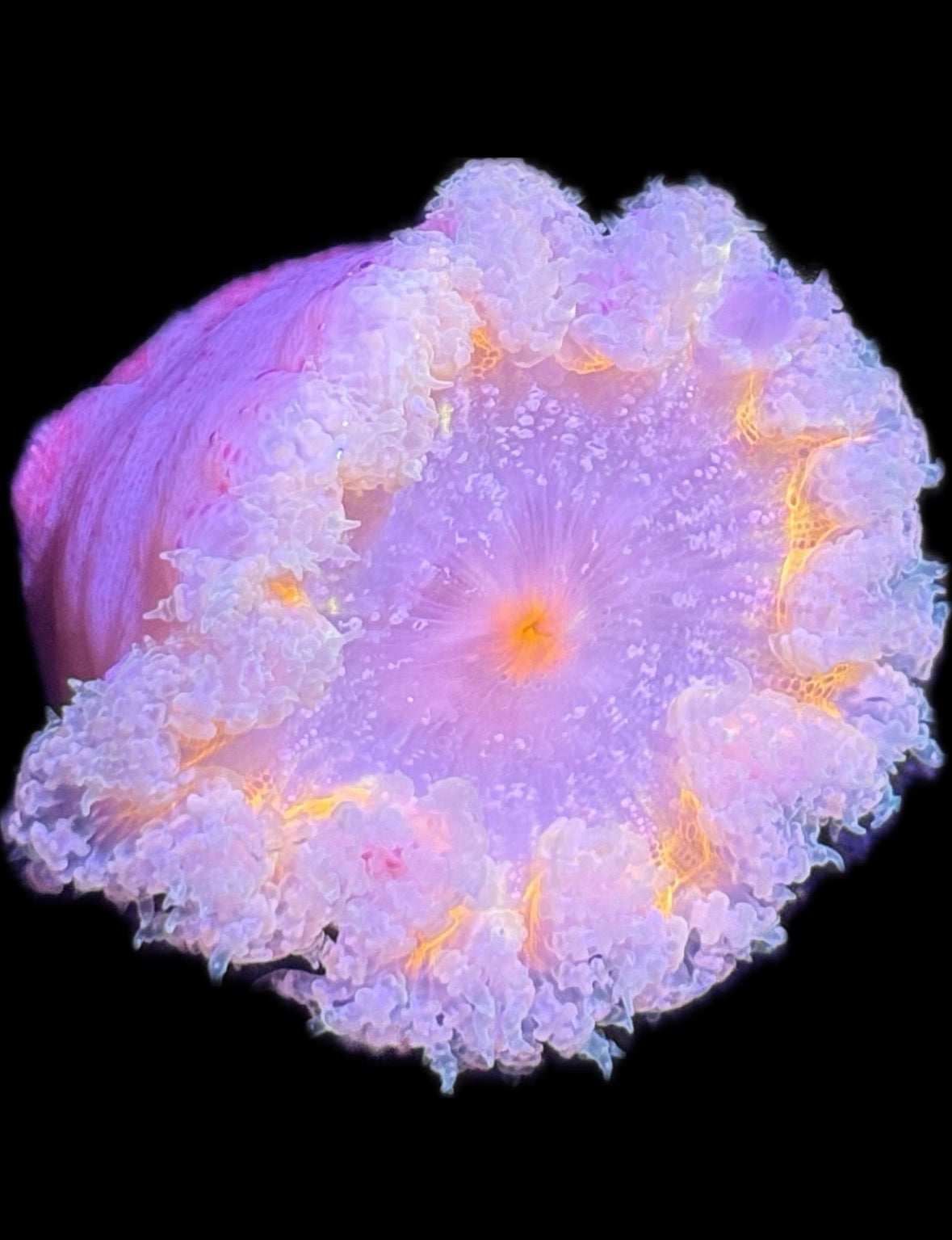 WYSIWYG Anemone #22