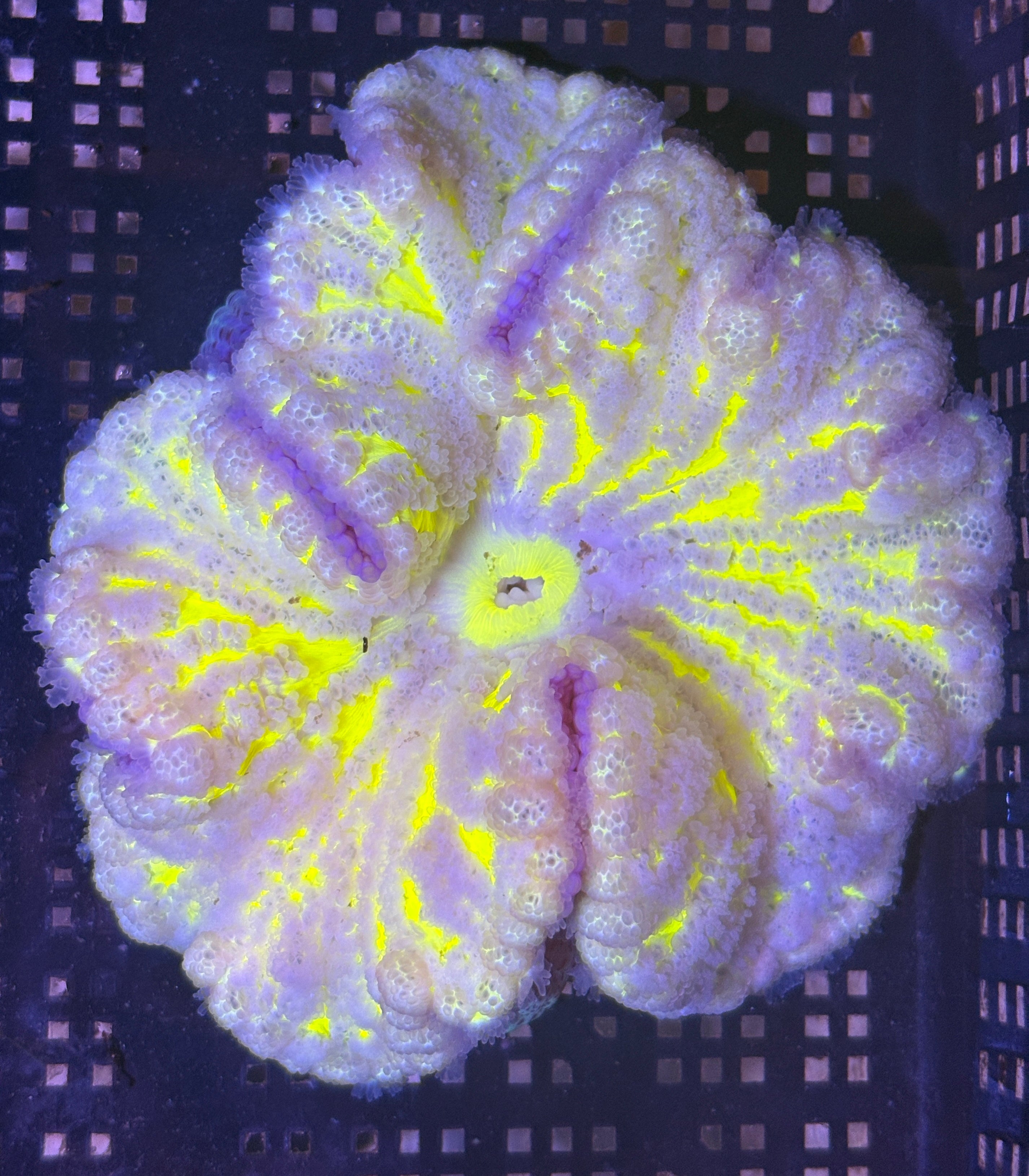 WYSIWYG Anemone #10