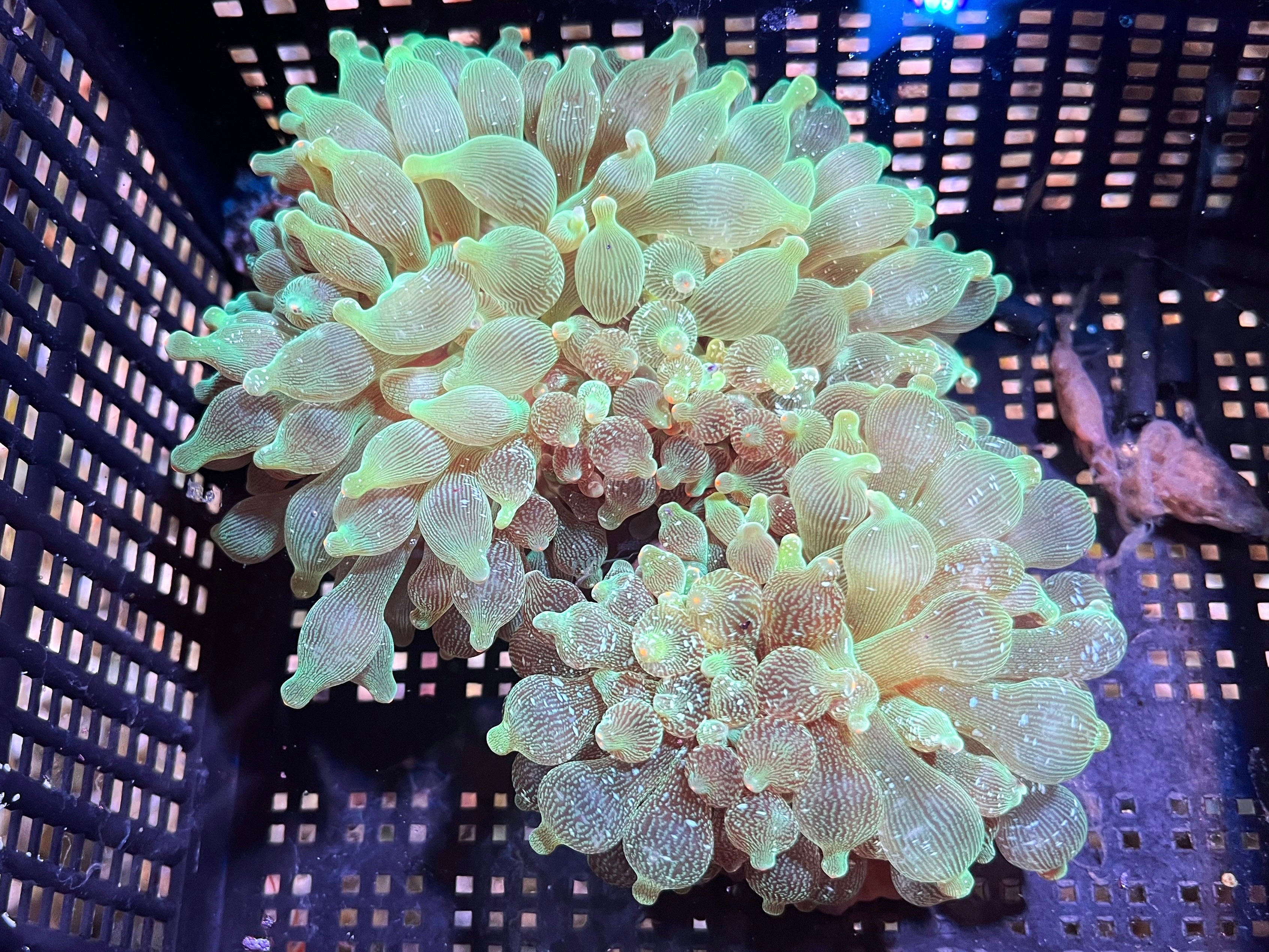 WYSIWYG Anemone #9