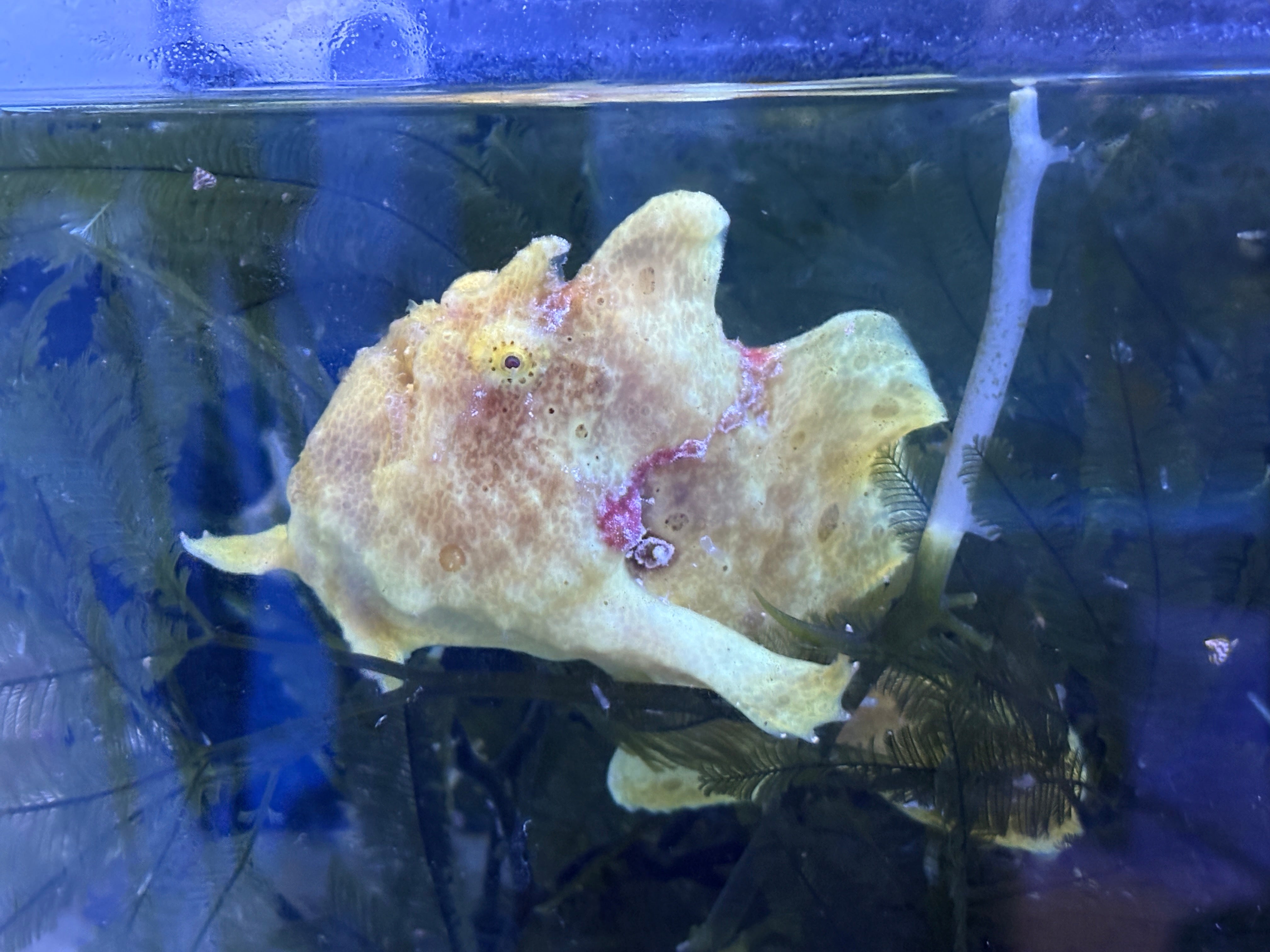 WYSIWYG Frogfish #1
