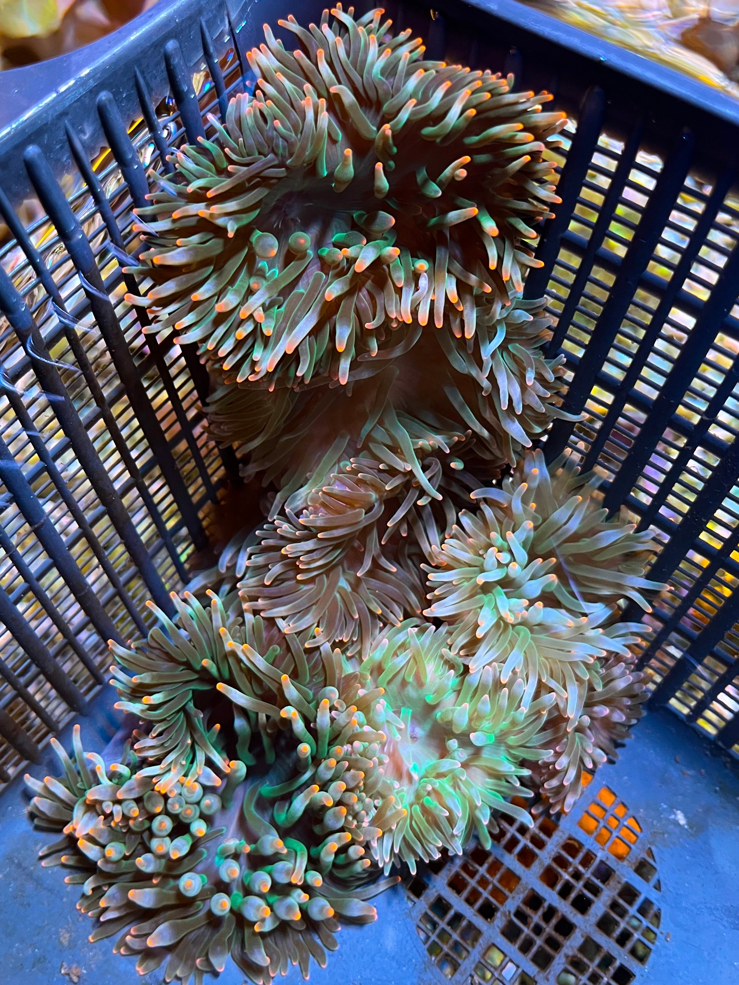 WYSIWYG Anemone #6