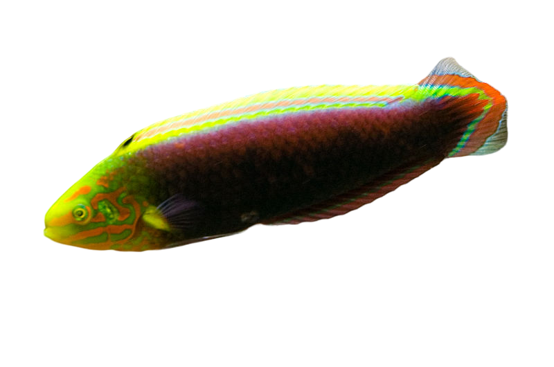 Radiant Wrasse M