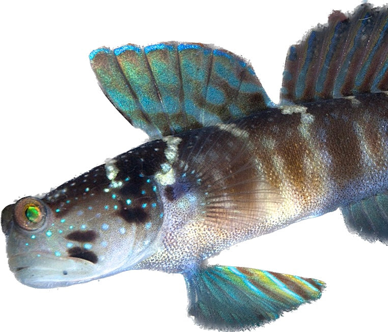 Ventral-Barred Shrimp Goby