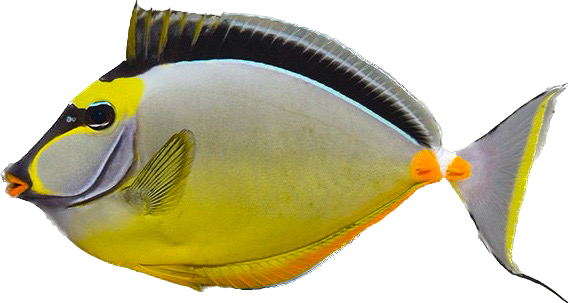 Naso Tang XL
