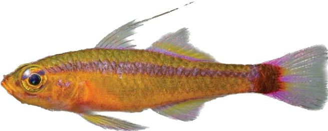 Blotchtail Pygmy Goby