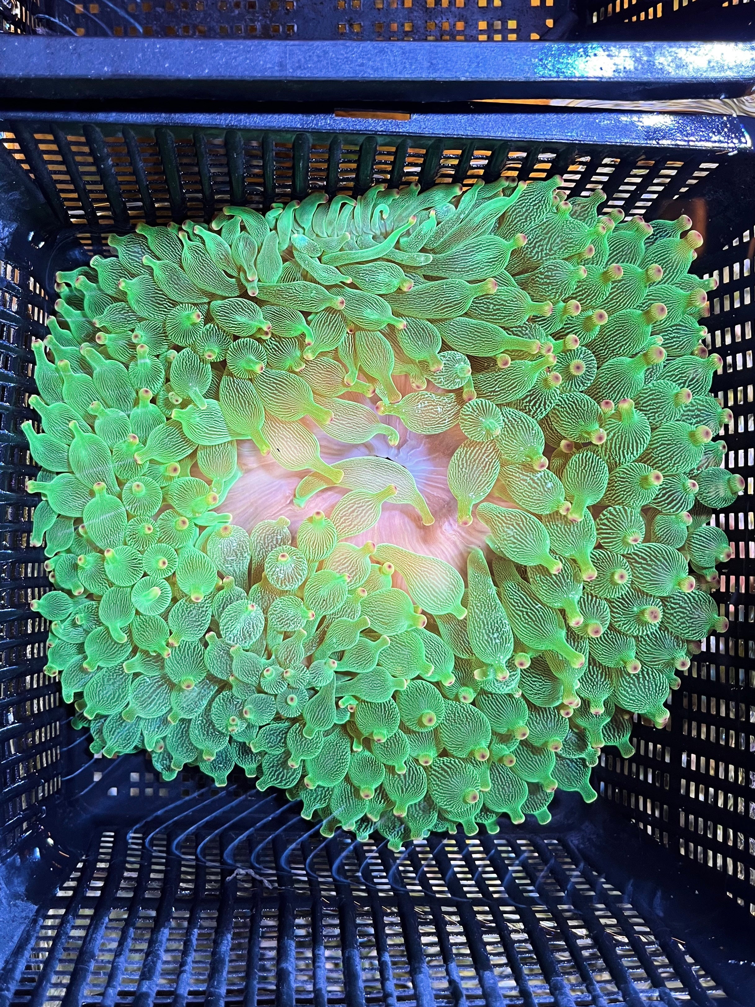 WYSIWYG Anemone #6