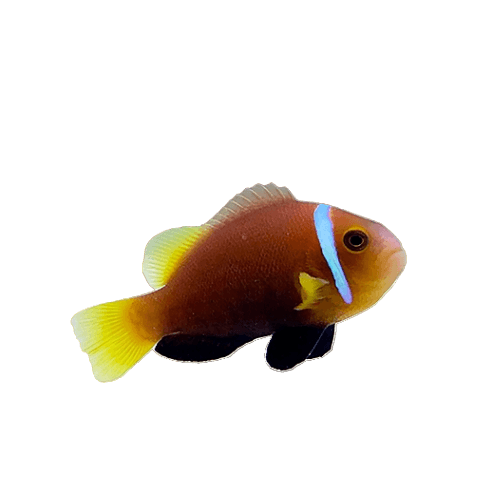 Maldives Blackfoot Clownfish