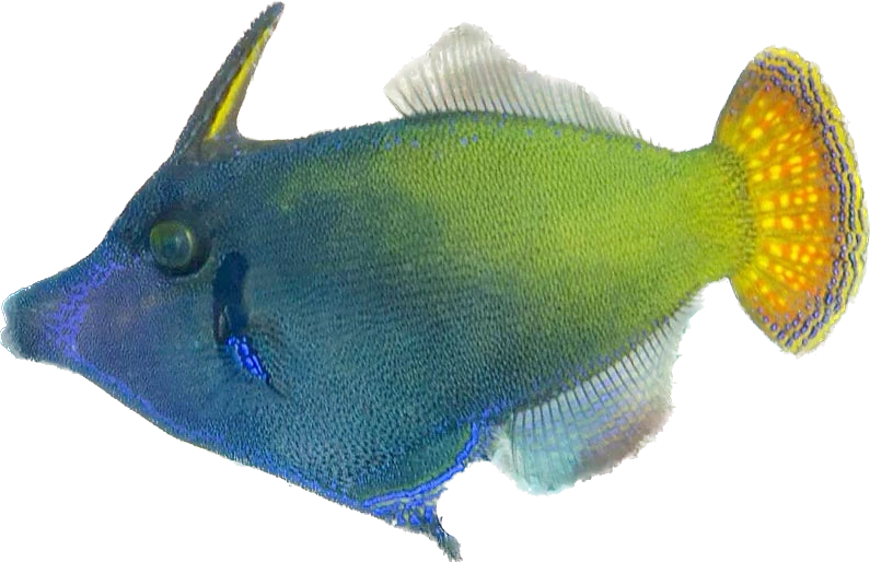 Orangetail Filefish