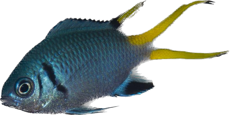 Lyretail Chromis