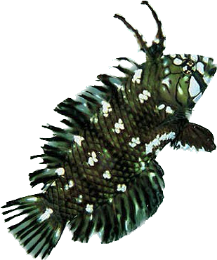 Dragon Wrasse Juvi L