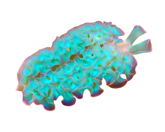 Lettuce Sea Nudibranch