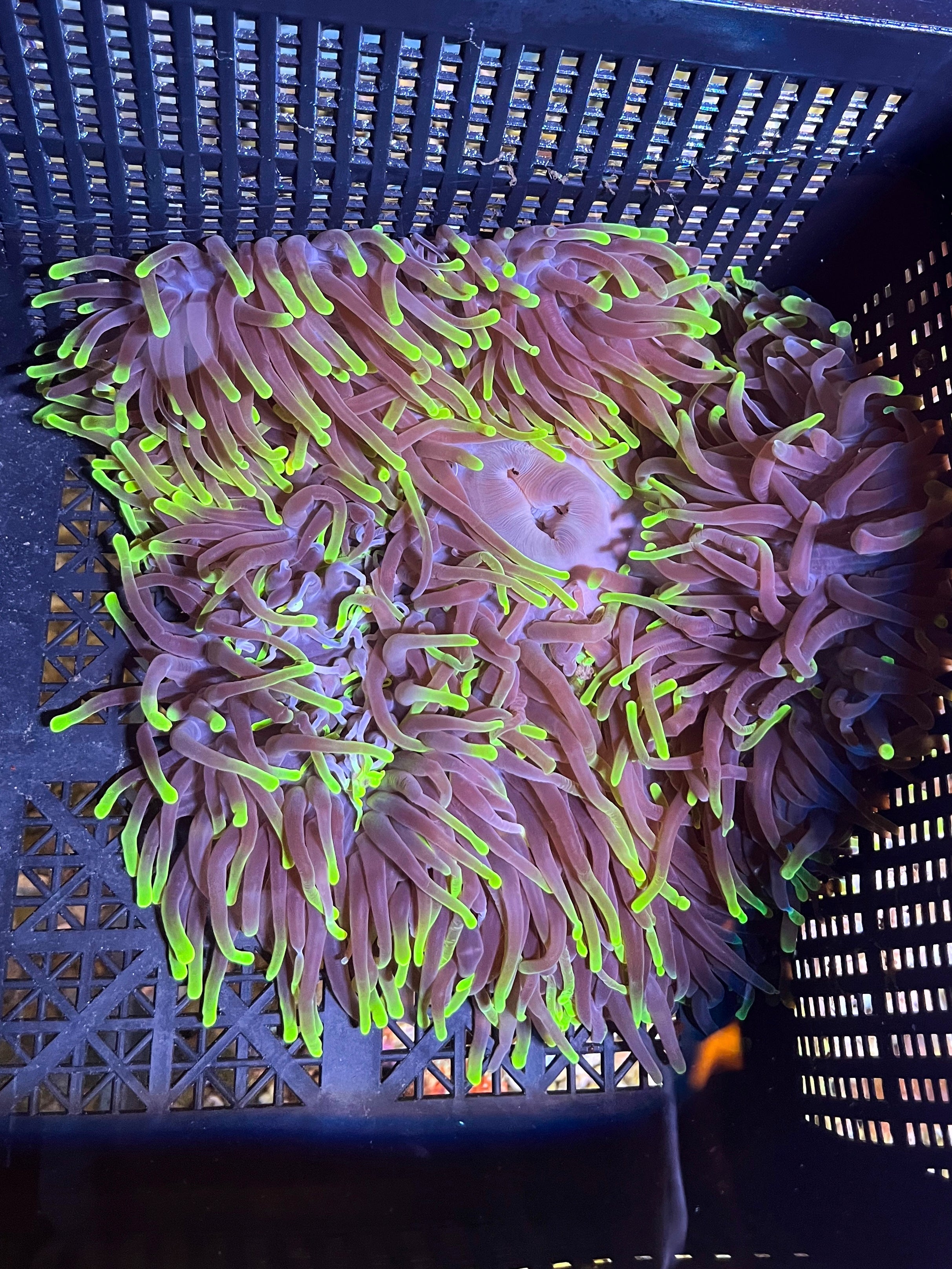 WYSIWYG Anemone #3