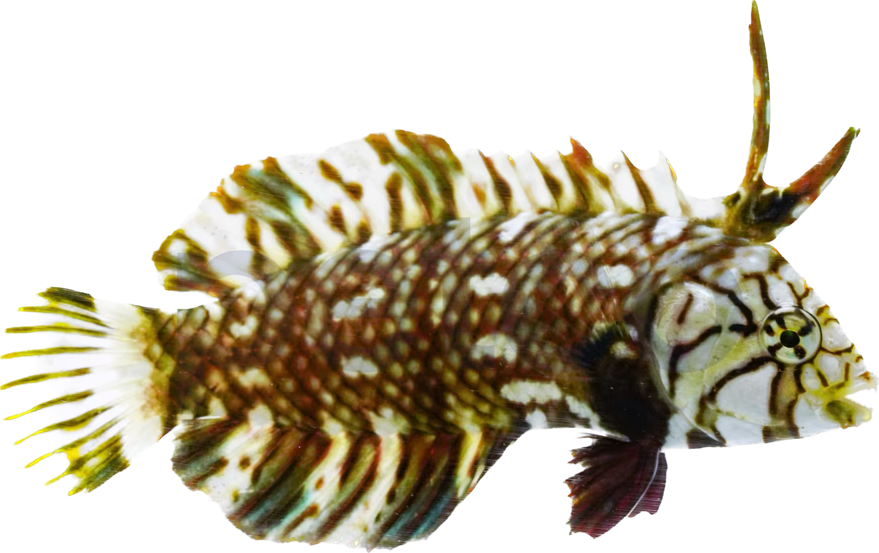Dragon Wrasse 