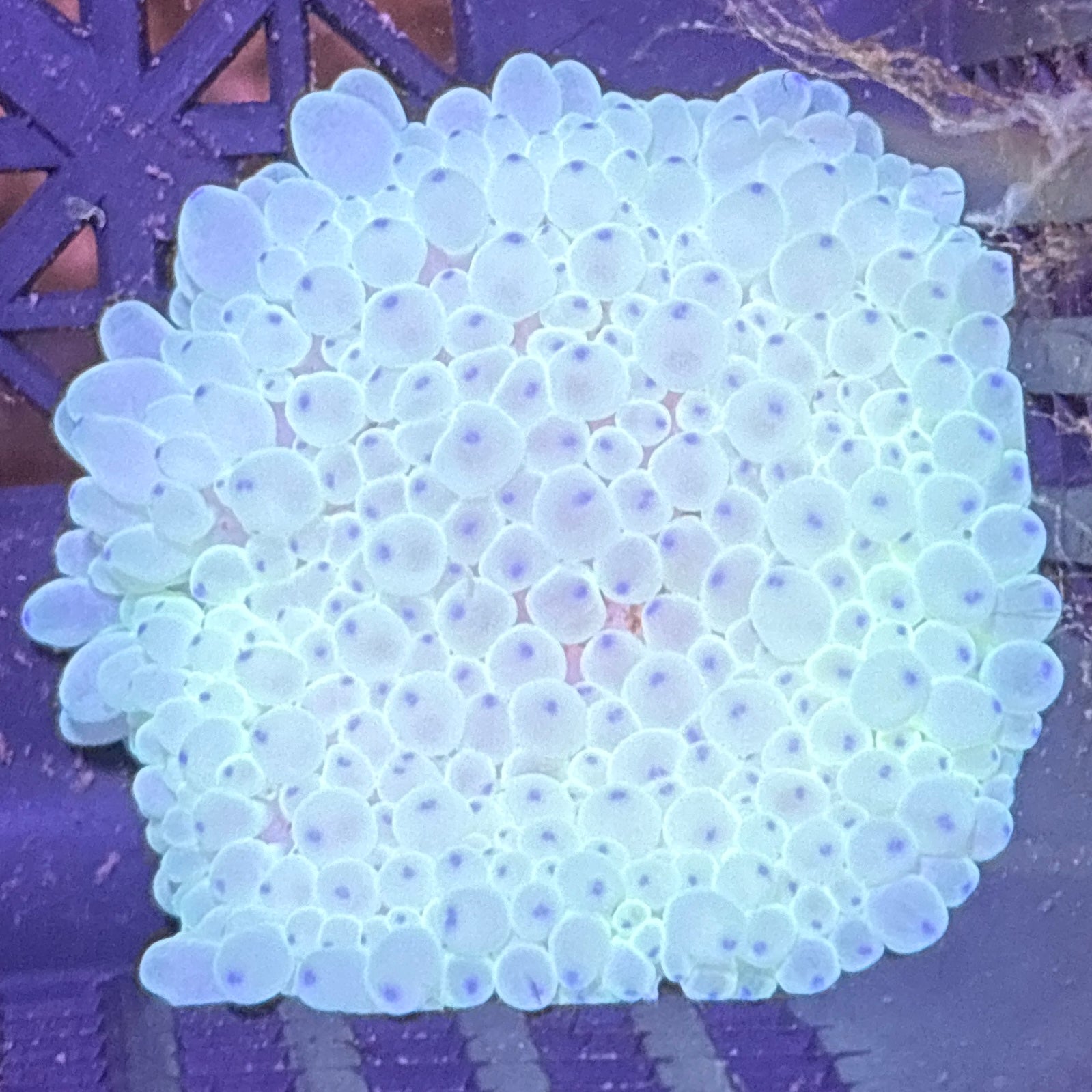 WYSIWYG Anemone #17