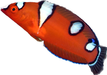 Red Coris Wrasse
