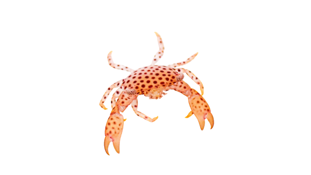 Polkdot Acro Crab M 
