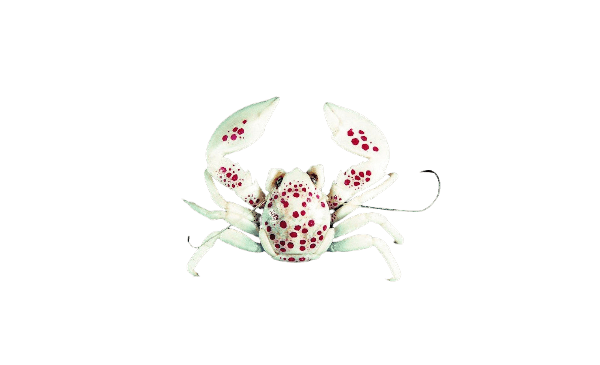 White Porcelain Anemone Crabs