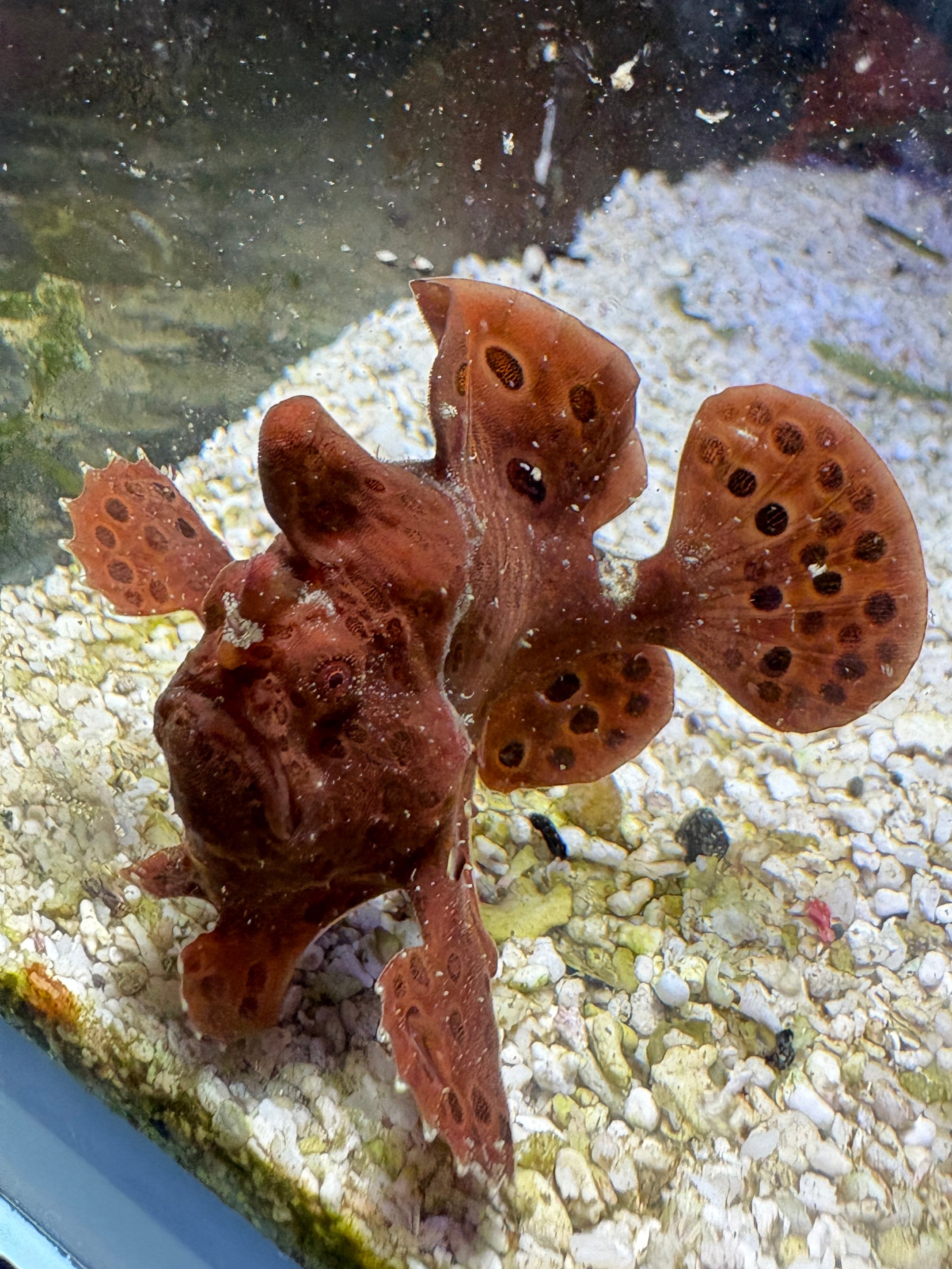 WYSIWYG Frogfish #6