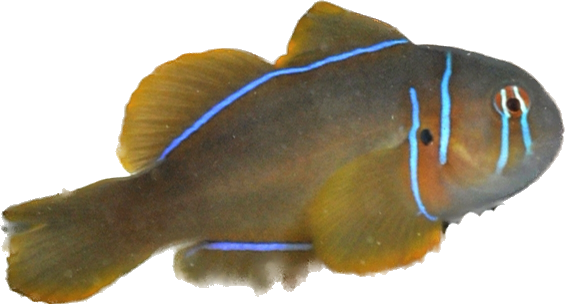 Lemon Goby