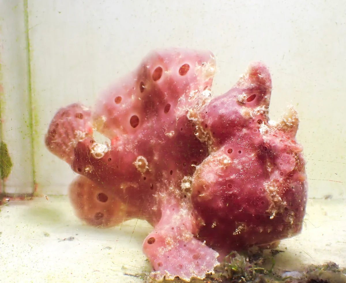 WYSIWYG Frogfish #5