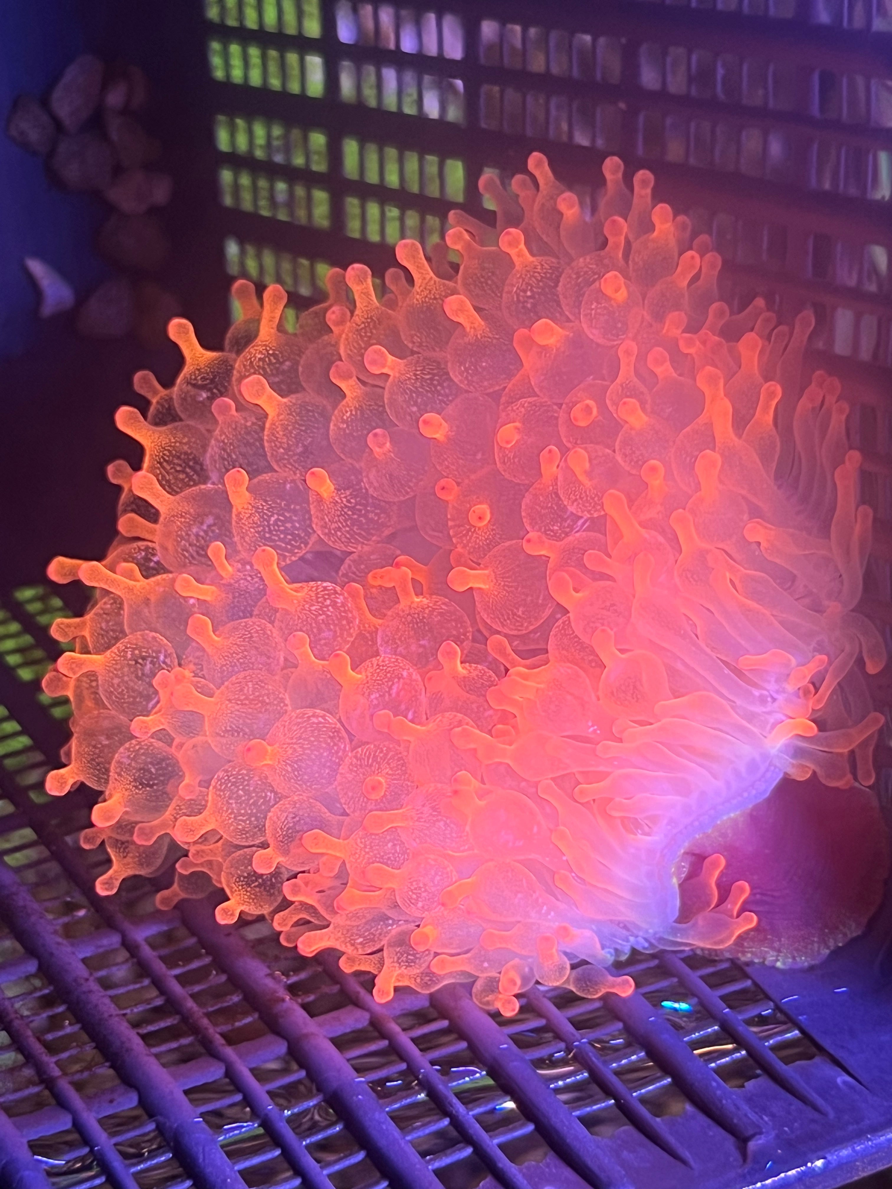 WYSIWYG Anemone #6