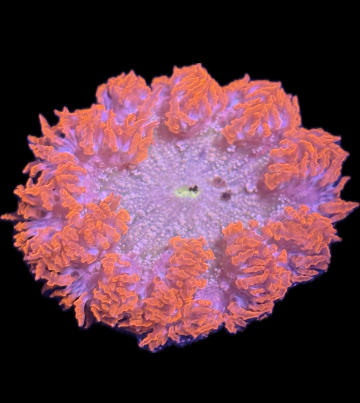 WYSIWYG Anemone #30