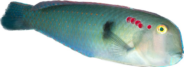 Fivefinger Razor Wrasse