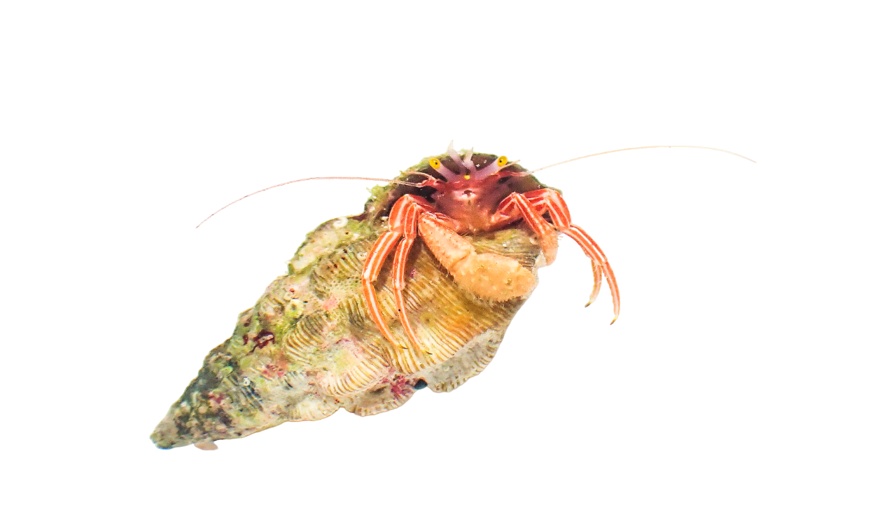Red Zebra Hermit