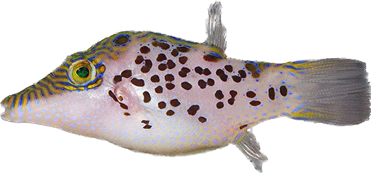 Leopard Puffer